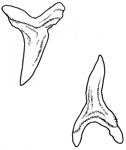Isurus paucus upper and lower teeth