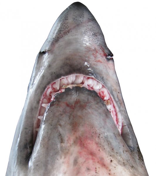 Isurus paucus head