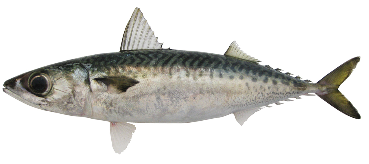 Scomber australasicus