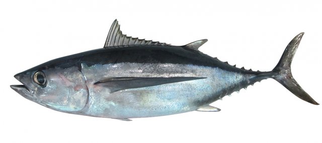 Thunnus alalunga