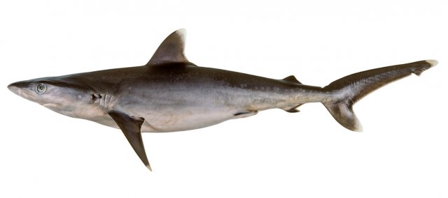 Carcharhinus albimarginatus