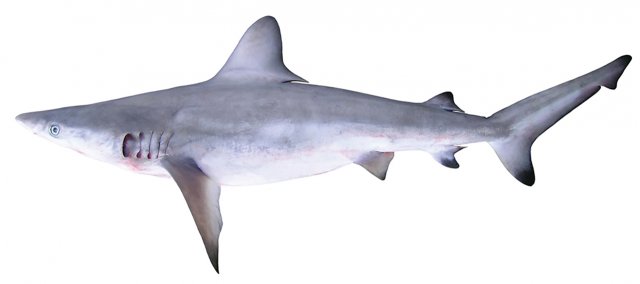 Carcharhinus altimus