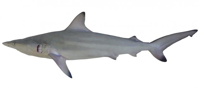 Carcharhinus limbatus