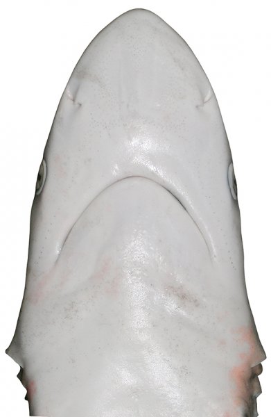 Carcharhinus sorrah head