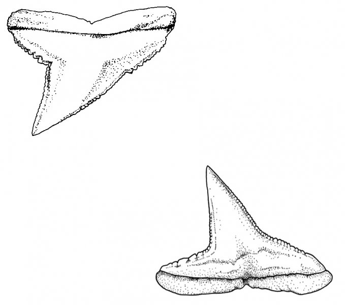 Carcharhinus sorrah upper and lower teeth