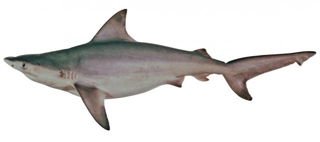 Carcharhinus amboinensis