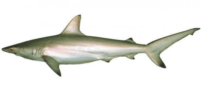 Carcharhinus tilstoni