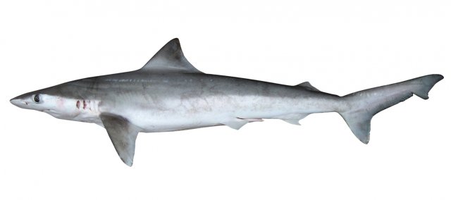 Carcharhinus borneensis