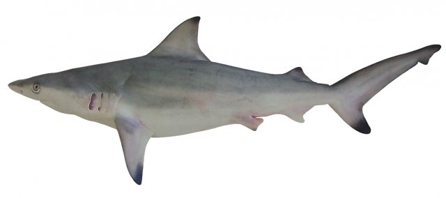Carcharhinus amblyrhynchoides