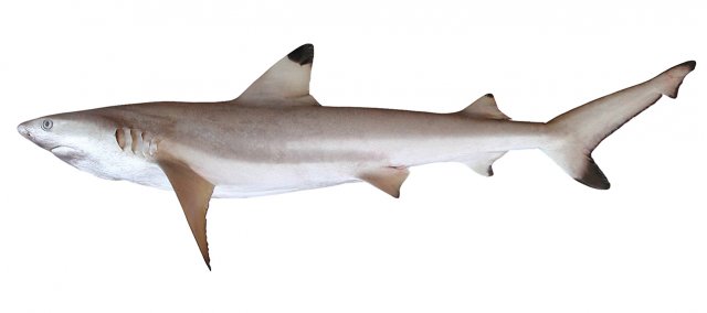 Carcharhinus melanopterus