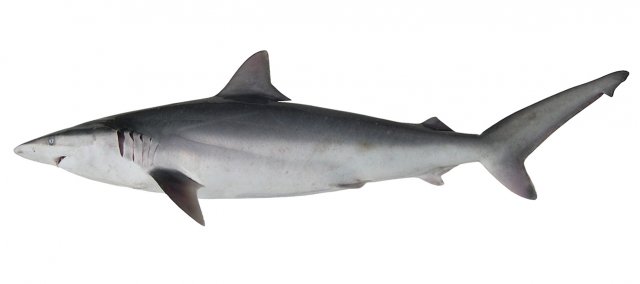 Carcharhinus brevipinna