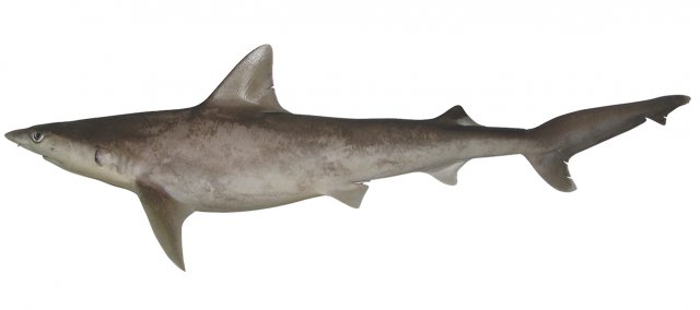 Carcharhinus tjutjot