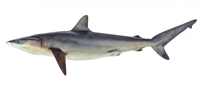 Carcharhinus obscurus