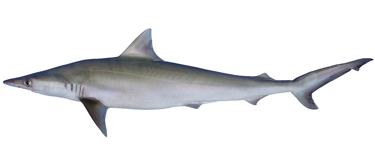 Scoliodon macrorhynchos | fishIDER