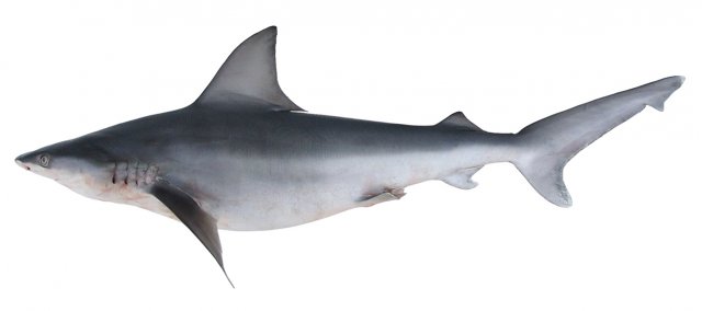 Carcharhinus plumbeus