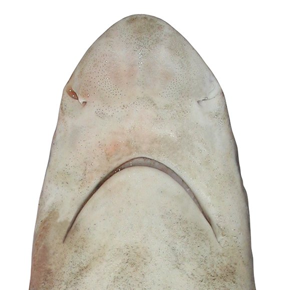Carcharhinus plumbeus head