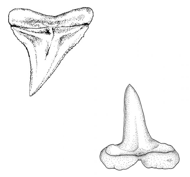 Carcharhinus plumbeus upper and lower tooth