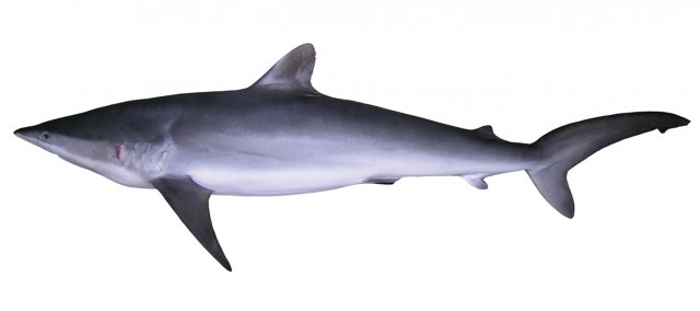 Carcharhinus falciformis
