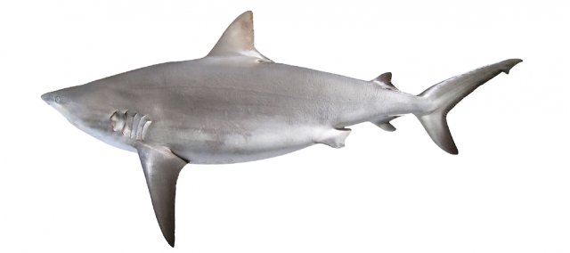 Carcharhinus amblyrhynchos