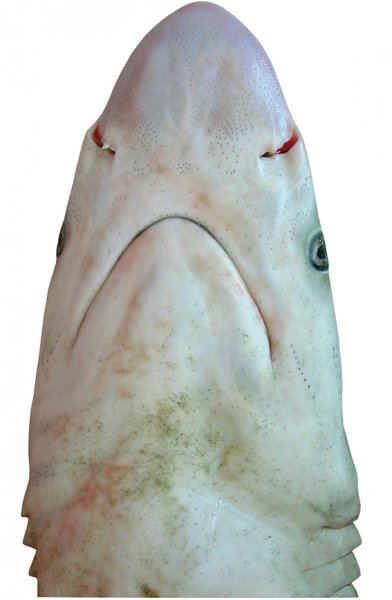 Rhizoprionodon taylori head