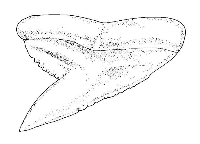 Rhizoprionodon taylori tooth