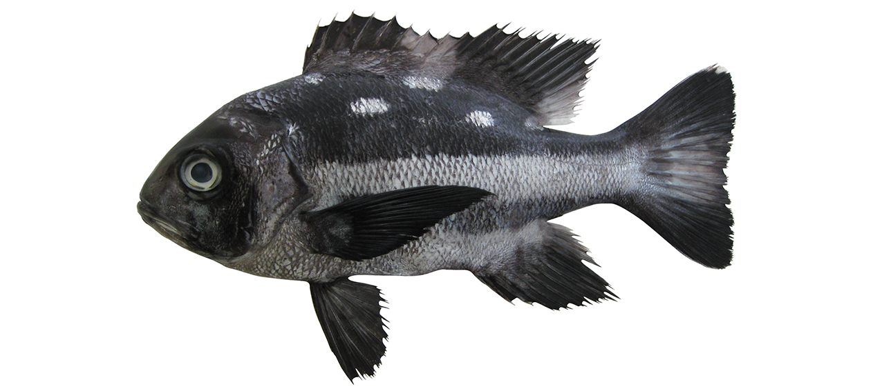 Macolor niger