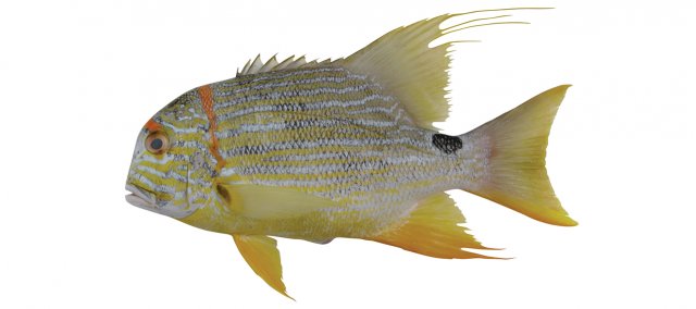 Symphorichthys spilurus