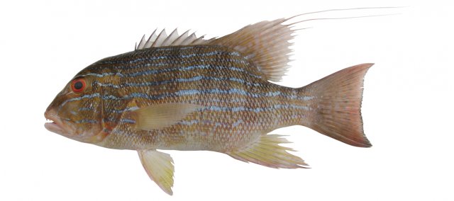 Symphorus nematophorus