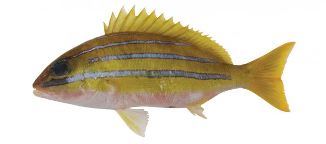 Lutjanus bengalensis