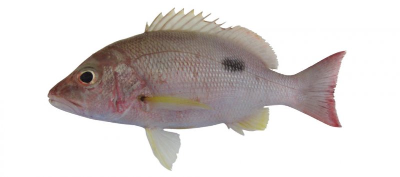 Lutjanus russellii