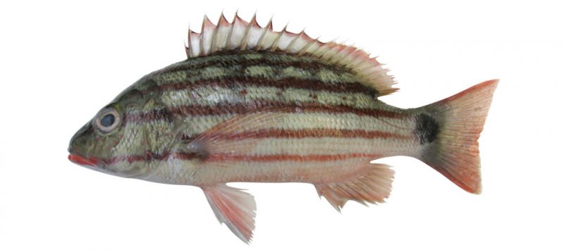 Lutjanus decussatus