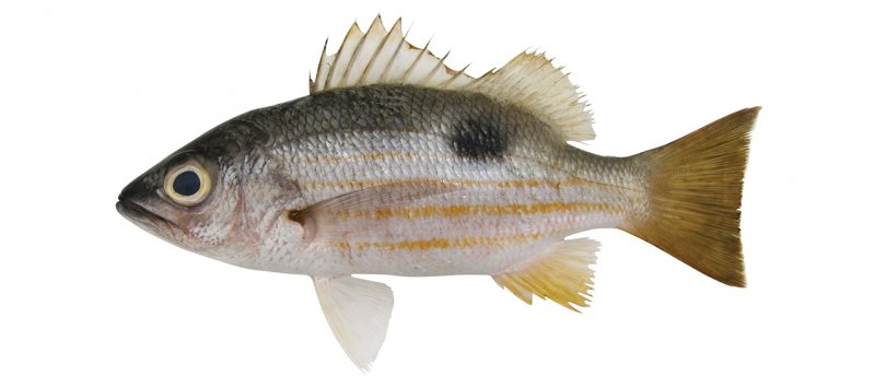 Lutjanus ehrenbergii