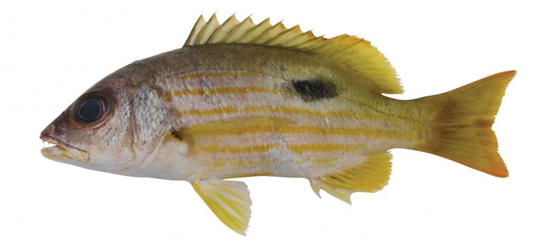 Lutjanus fulviflamma | fishIDER