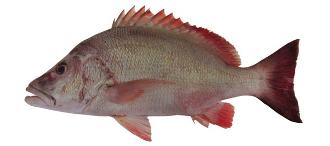 Lutjanus lemniscatus