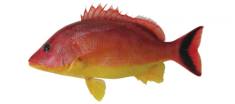 Lutjanus lunulatus