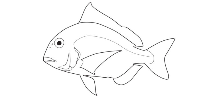 Lutjanidae | fishIDER