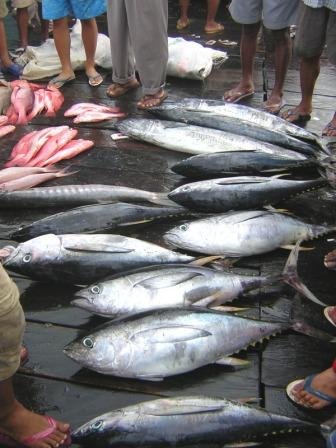 Thunnus albacares with mixed fish species