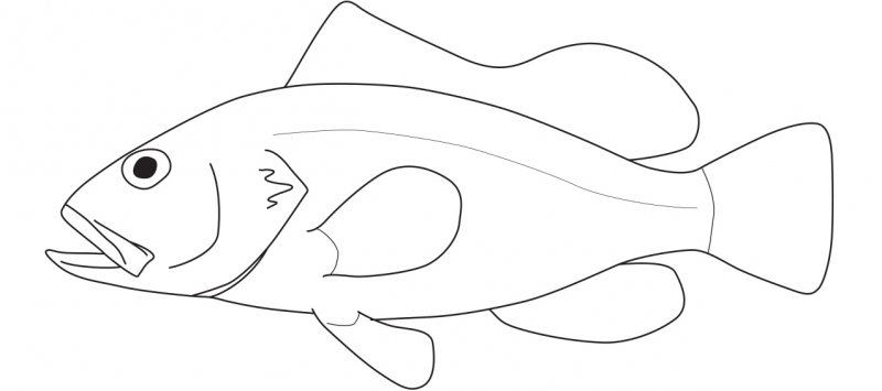 Serranidae feature image