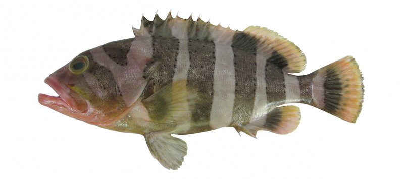 Epinephelus amblycephalus