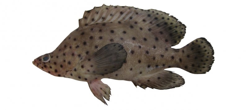 Chromileptes altivelis