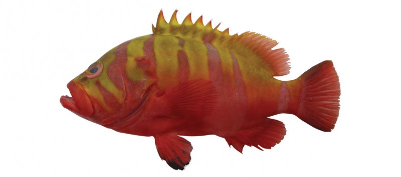 Cephalopholis igarashiensis