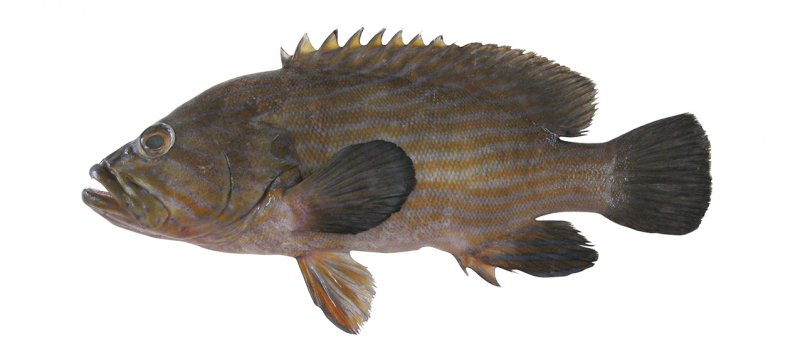 Cephalopholis formosa