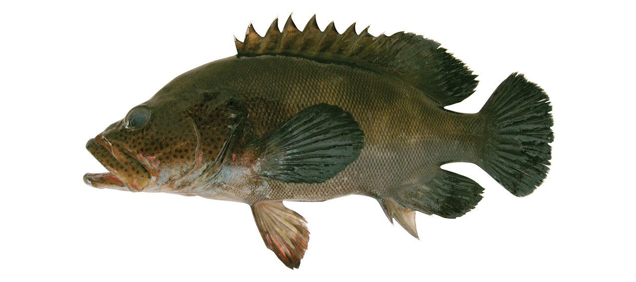 Cephalopholis boenak | fishIDER