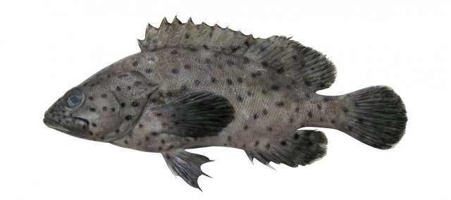 Epinephelus corallicola