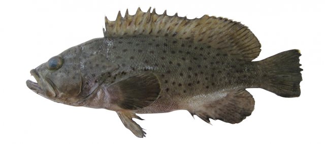 Epinephelus magniscuttis