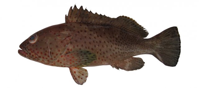 Epinephelus longispinis