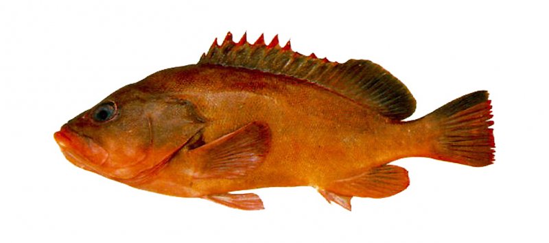Epinephelus retouti