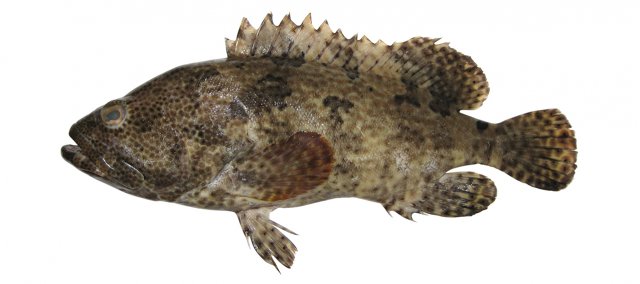 Epinephelus fuscoguttatus