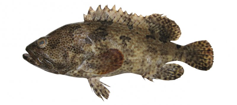 Epinephelus fuscoguttatus | fishIDER