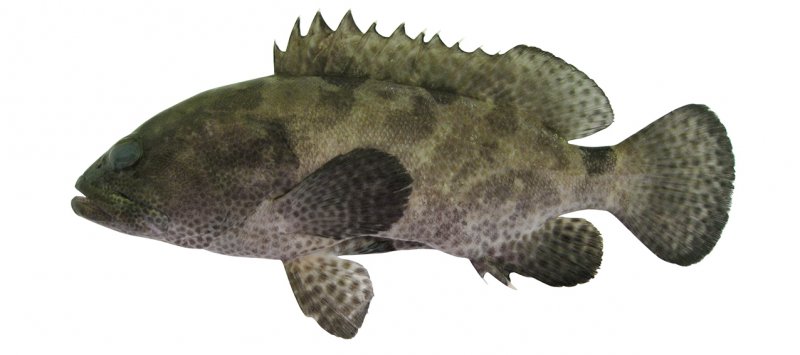 Epinephelus polyphekadion